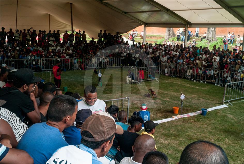 Madagaskar'da horoz dövüşü