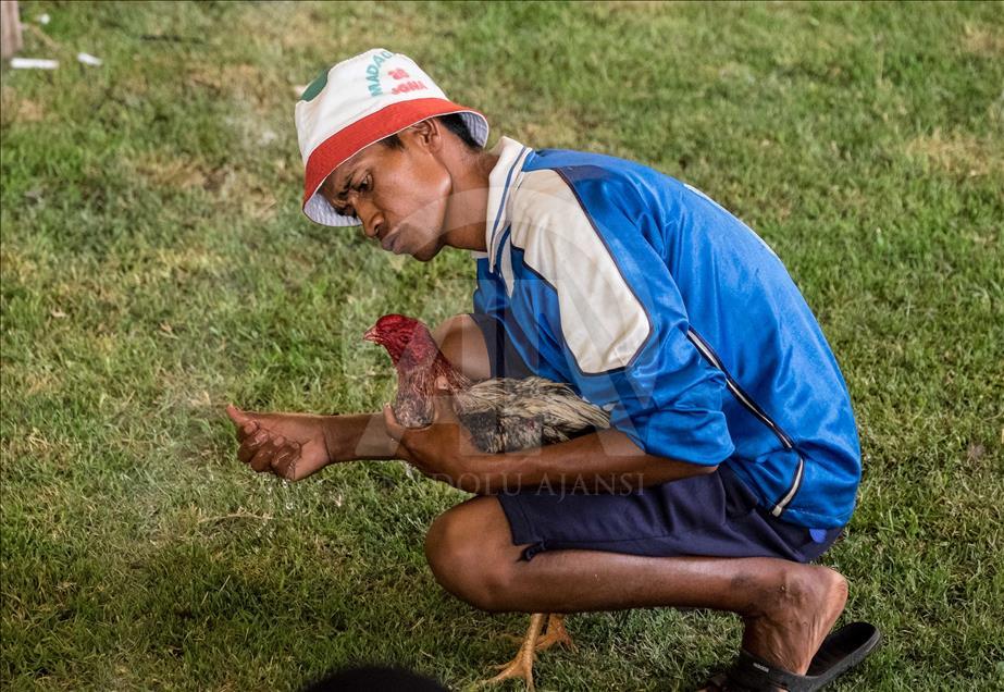 Madagaskar'da horoz dövüşü