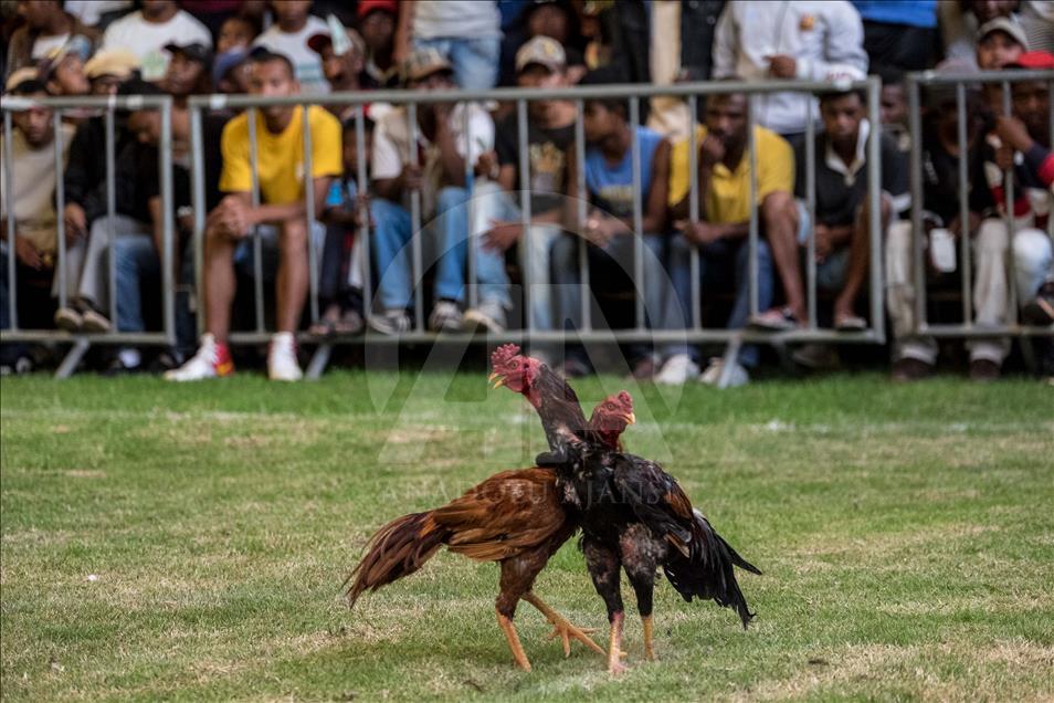 Madagaskar'da horoz dövüşü