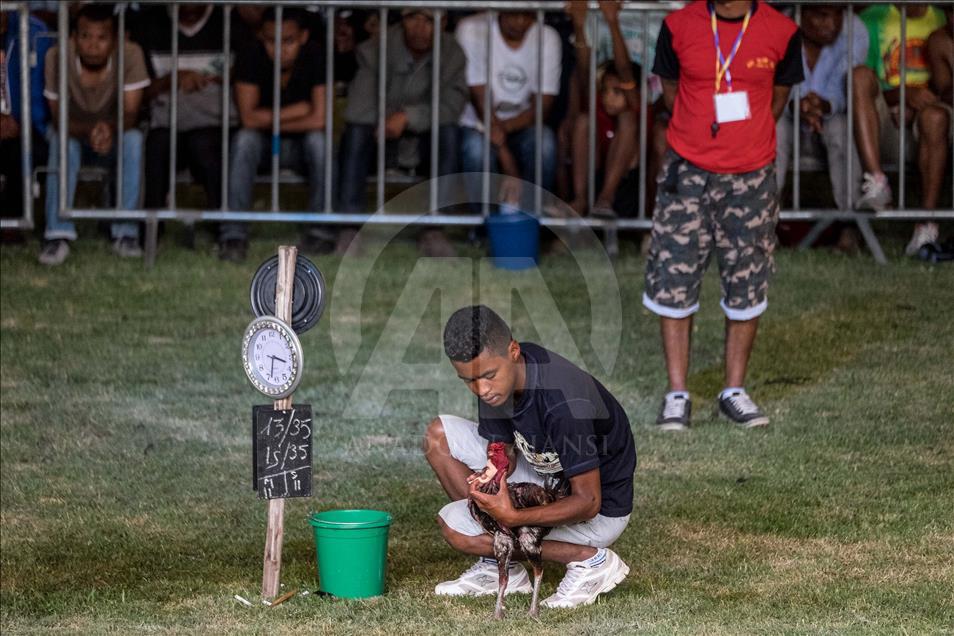 Madagaskar'da horoz dövüşü
