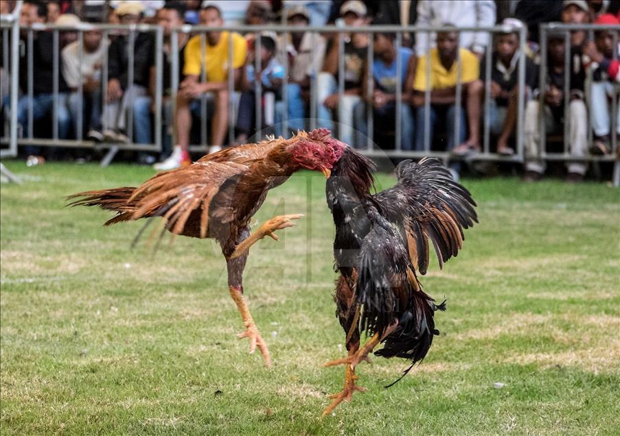Madagaskar'da horoz dövüşü