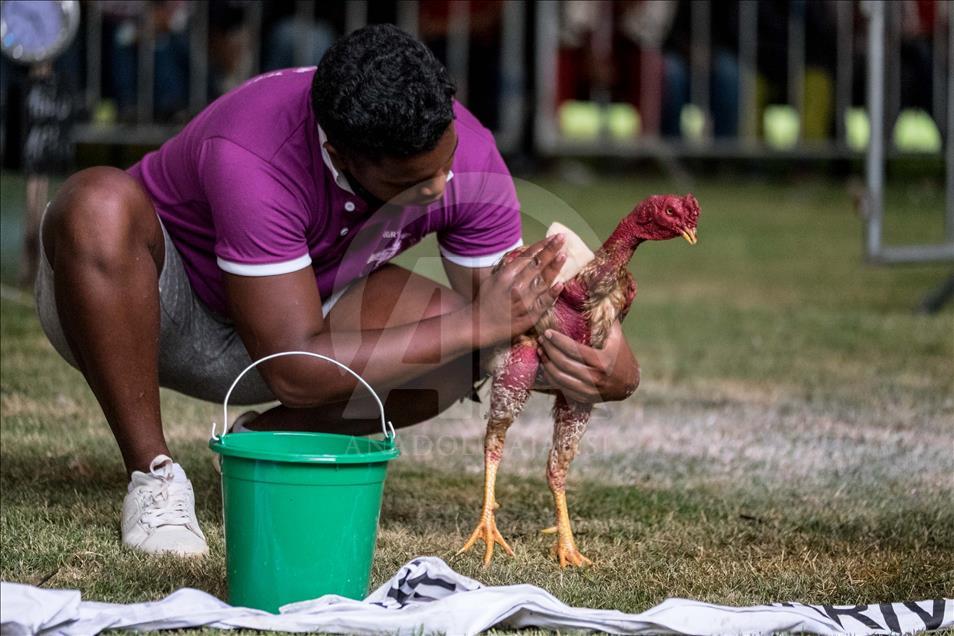 Madagaskar'da horoz dövüşü