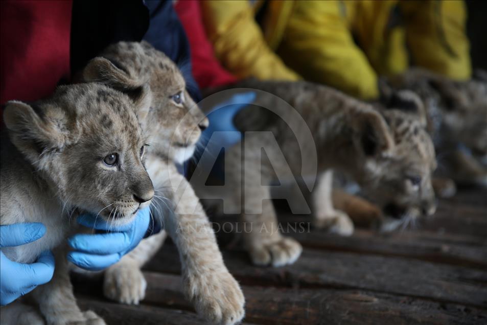 Newborn lion and tiger cubs adapt the life in Turkish zoo 