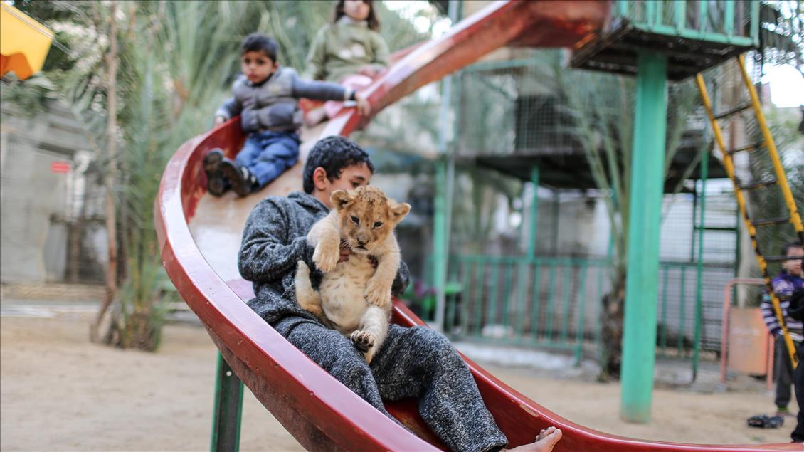 Newborn triplet lion cubs attract children in Gaza