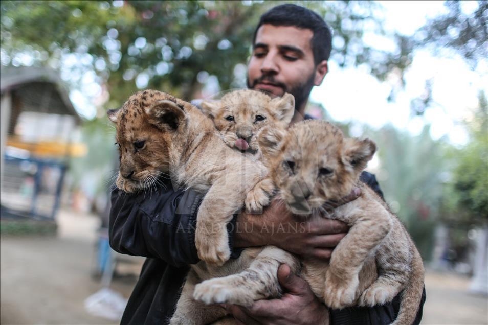 Newborn triplet lion cubs attract children in Gaza