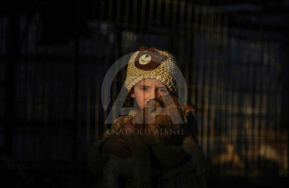 Tres leones recién nacidos alegran a los niños en la Franja de Gaza
