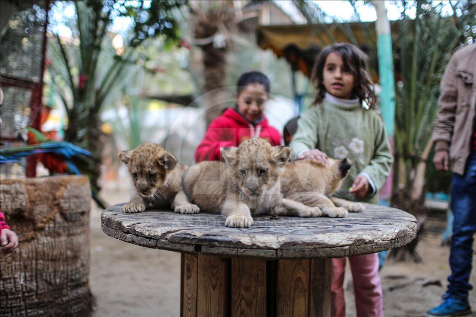 Tres leones recién nacidos alegran a los niños en la Franja de Gaza