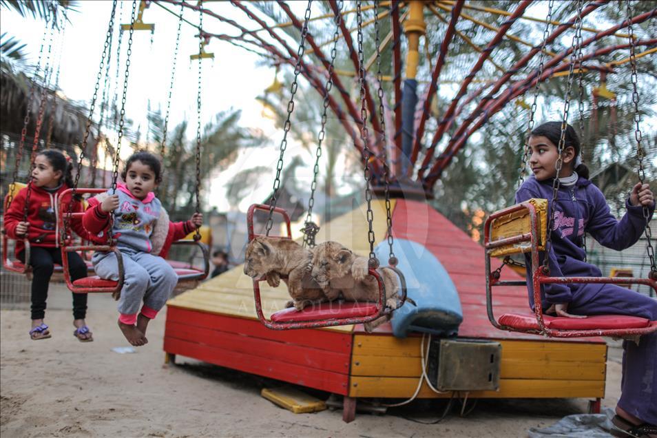 Tres leones recién nacidos alegran a los niños en la Franja de Gaza