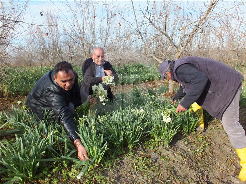 Silifke'de nergis hasadı