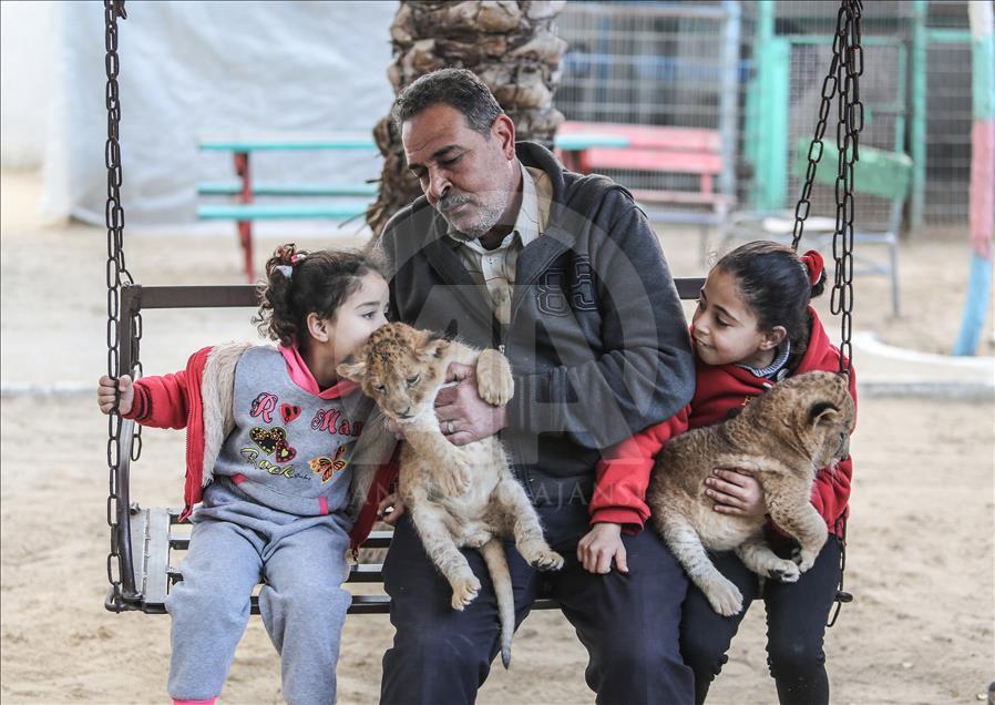 Tres leones recién nacidos alegran a los niños en la Franja de Gaza