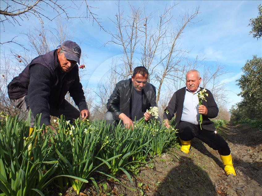 Silifke'de nergis hasadı