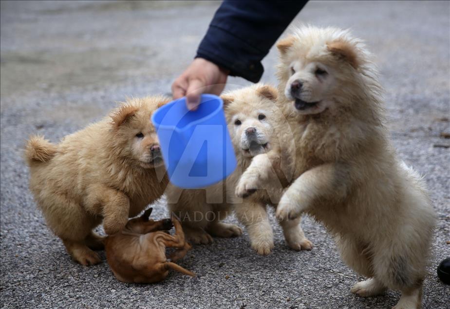 Smuggled puppies to be handed over to new owners