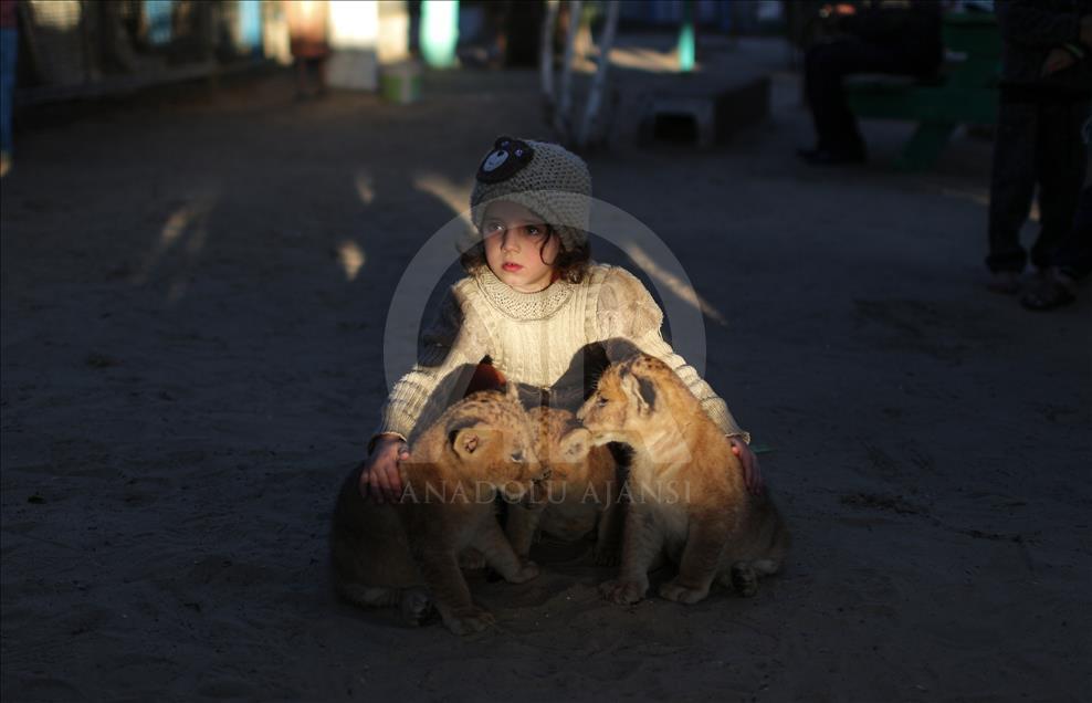 Tres leones recién nacidos alegran a los niños en la Franja de Gaza