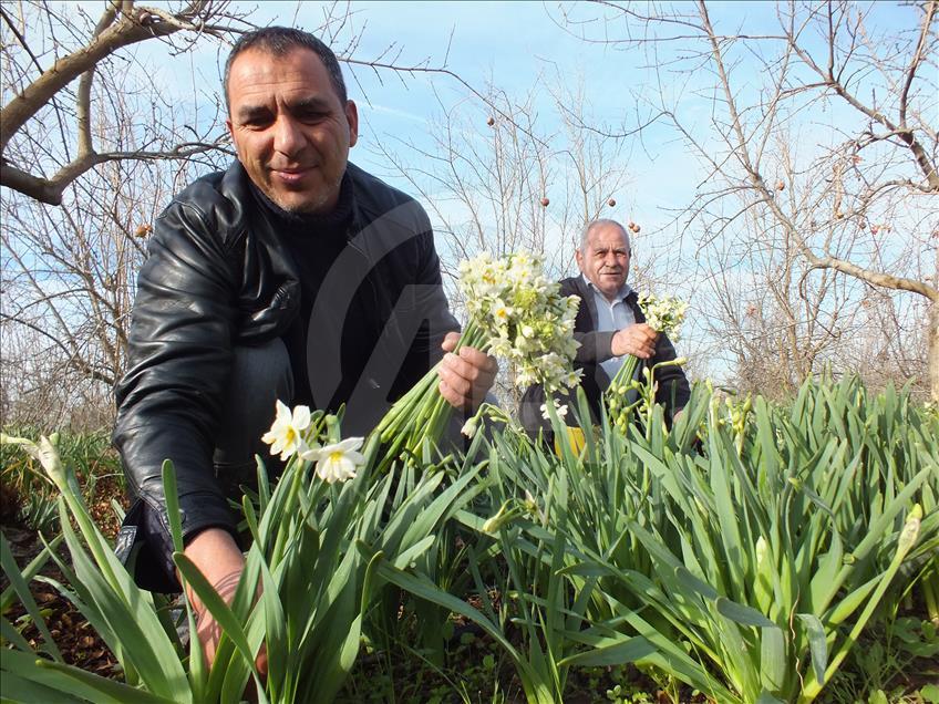 Silifke'de nergis hasadı