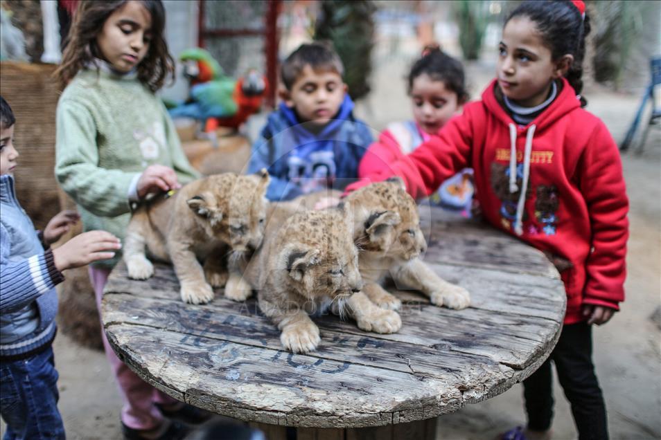 Tres leones recién nacidos alegran a los niños en la Franja de Gaza