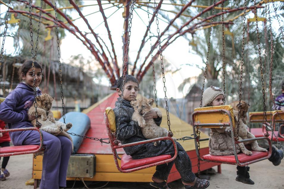 Tres leones recién nacidos alegran a los niños en la Franja de Gaza