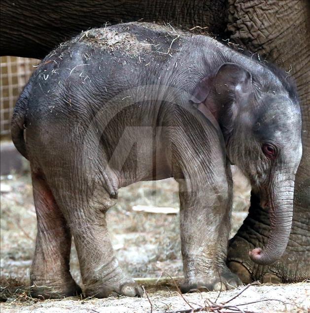 Baby elephant born on Christmas Day in Belgium