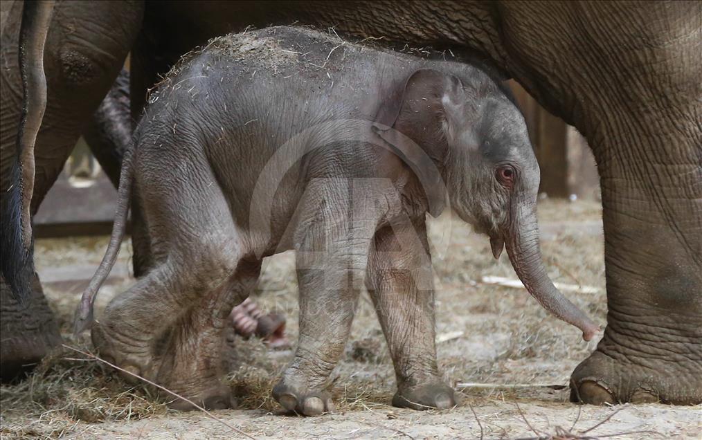 Baby elephant born on Christmas Day in Belgium