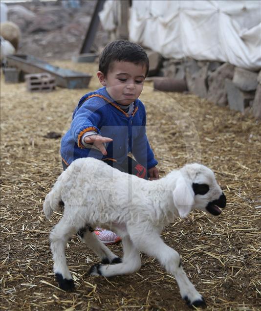 AA'nın "Yılın Fotoğrafları" oylaması