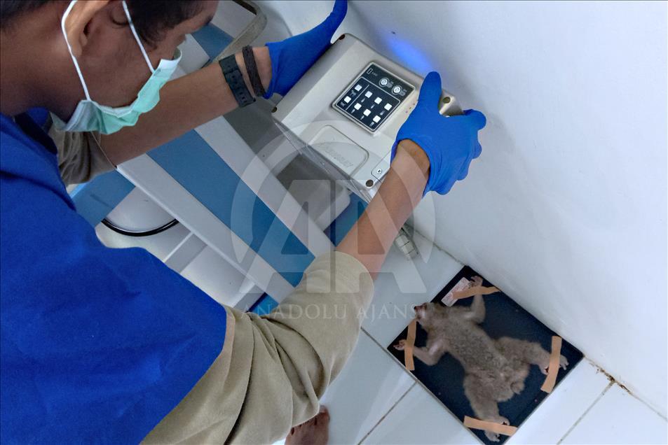 Mengecek kesehatan kukang sebelum pelepasliaran