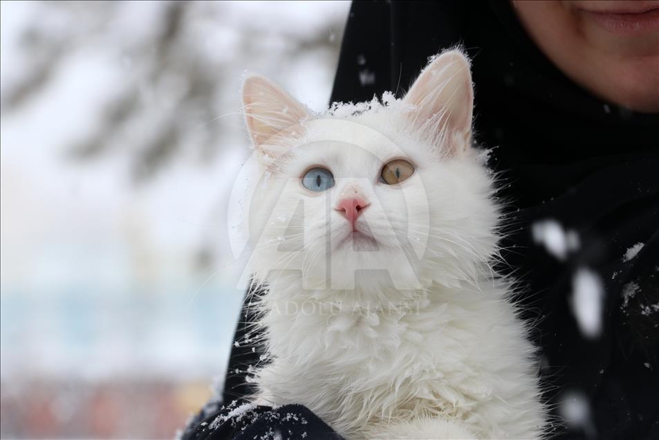 Van cats enjoy snow in Turkey's Van 
