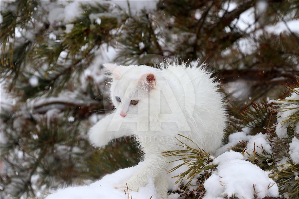 Van cats enjoy snow in Turkey's Van