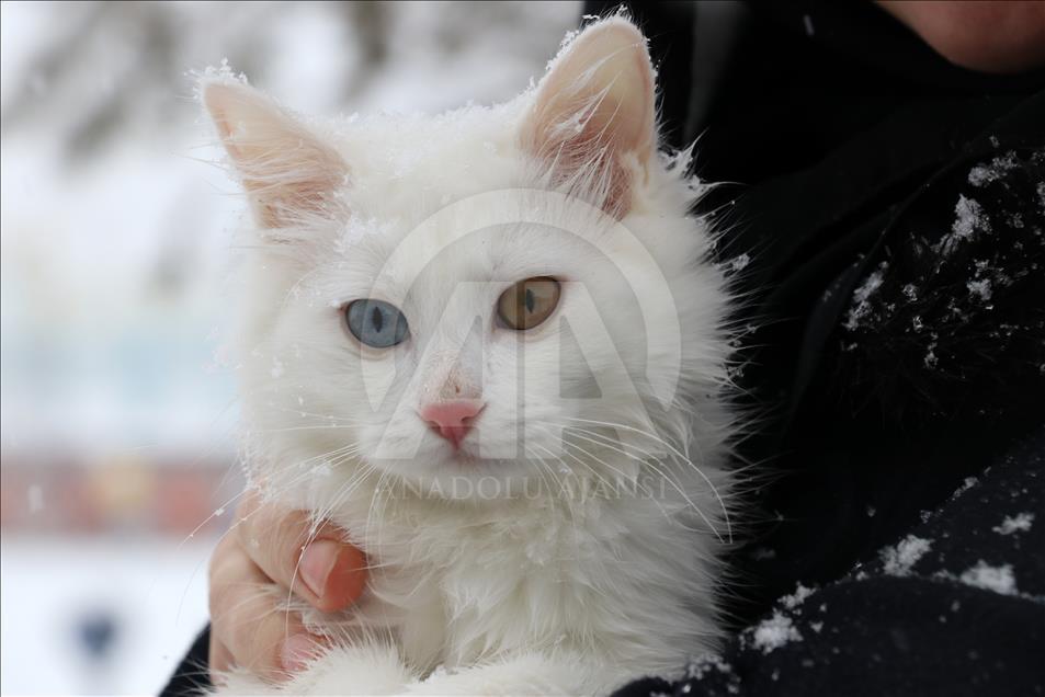Van cats enjoy snow in Turkey's Van 