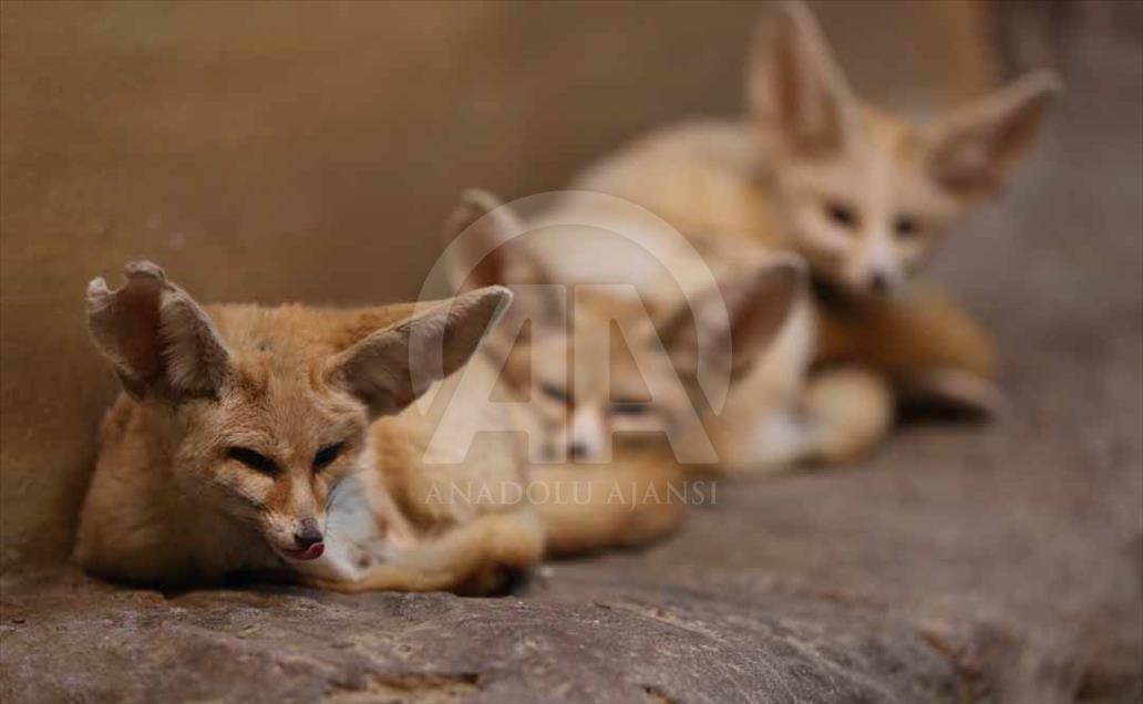 Los hermosos animales del zoológico de Eskişehir, Turquía