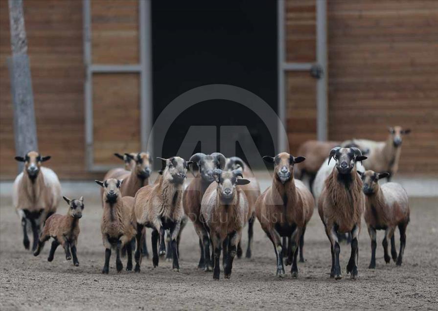 Los hermosos animales del zoológico de Eskişehir, Turquía