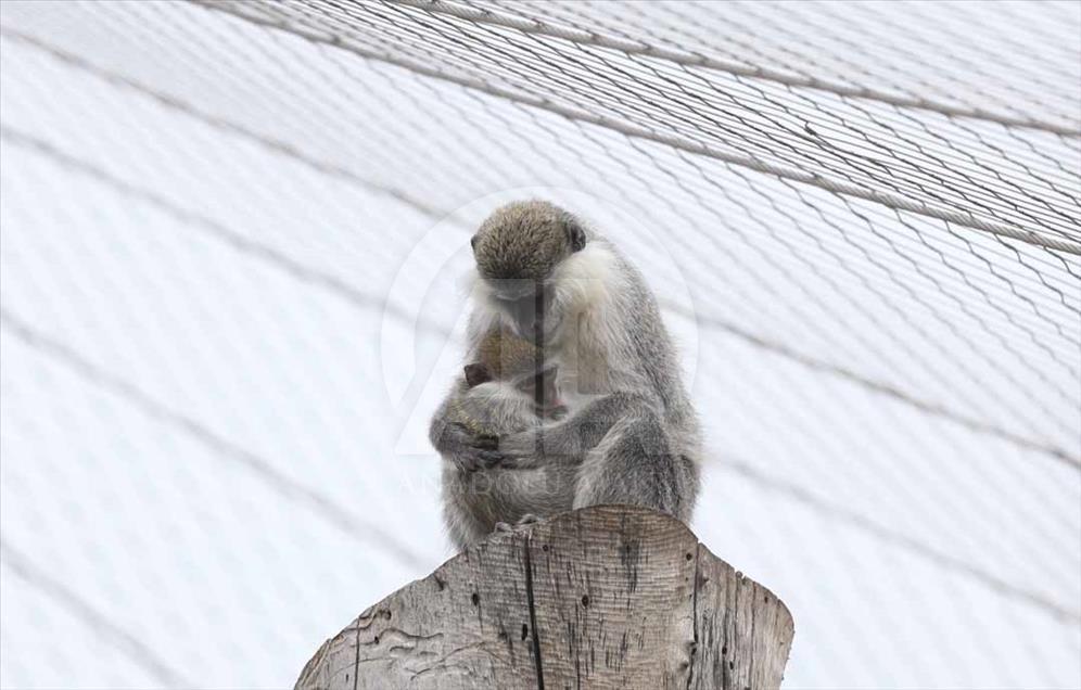Los hermosos animales del zoológico de Eskişehir, Turquía