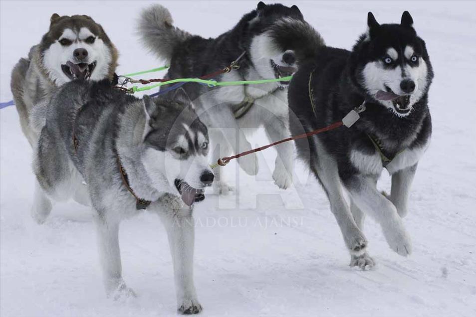 Perros de la raza husky compiten en la tradicional carrera de tr
