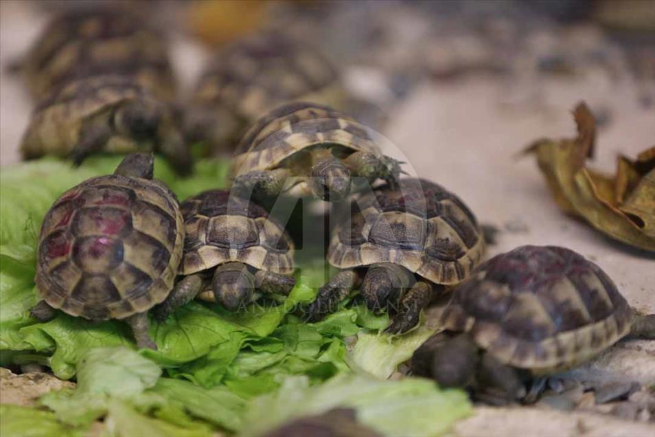 Los hermosos animales del zoológico de Eskişehir, Turquía