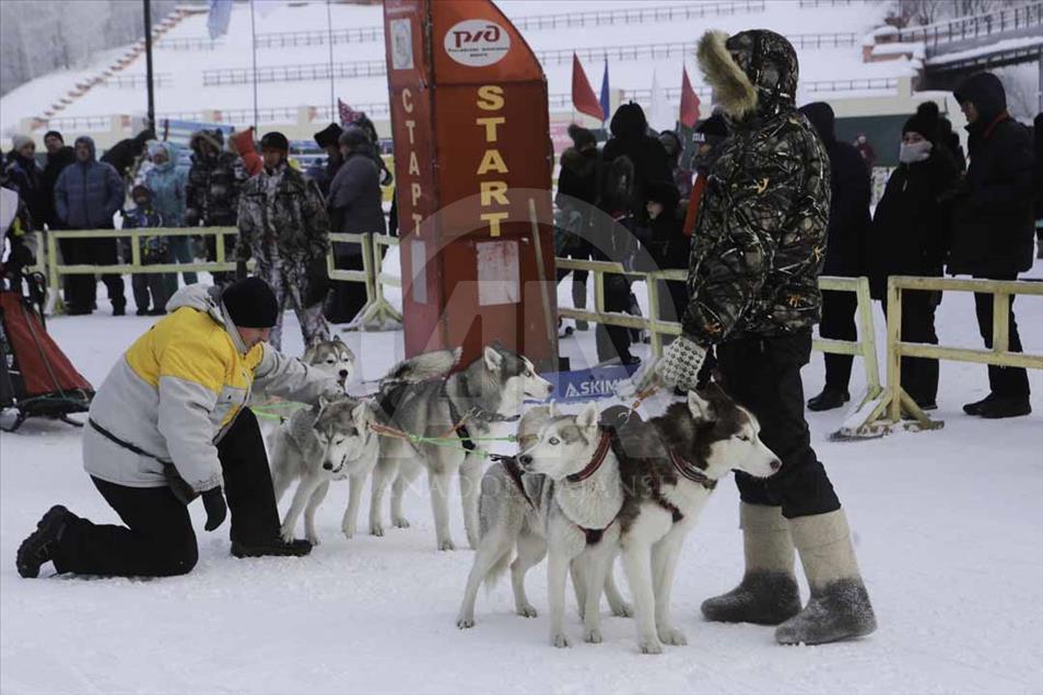 Carrera de trineo de perros en Novosibirsk, Rusia