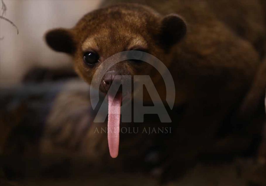 Los hermosos animales del zoológico de Eskişehir, Turquía