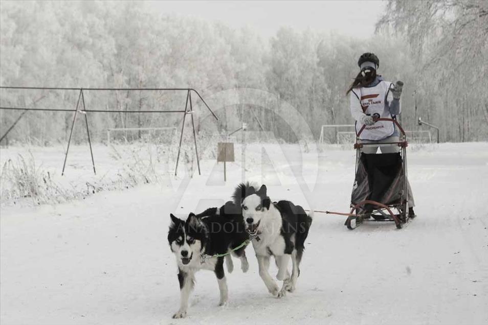 Carrera de trineo de perros en Novosibirsk, Rusia