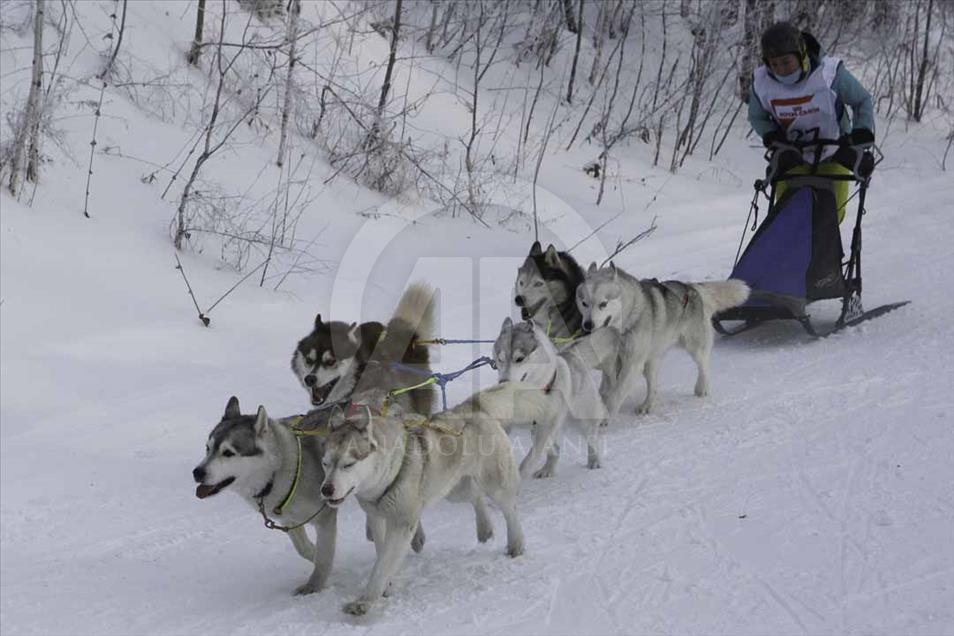 Carrera de trineo de perros en Novosibirsk, Rusia