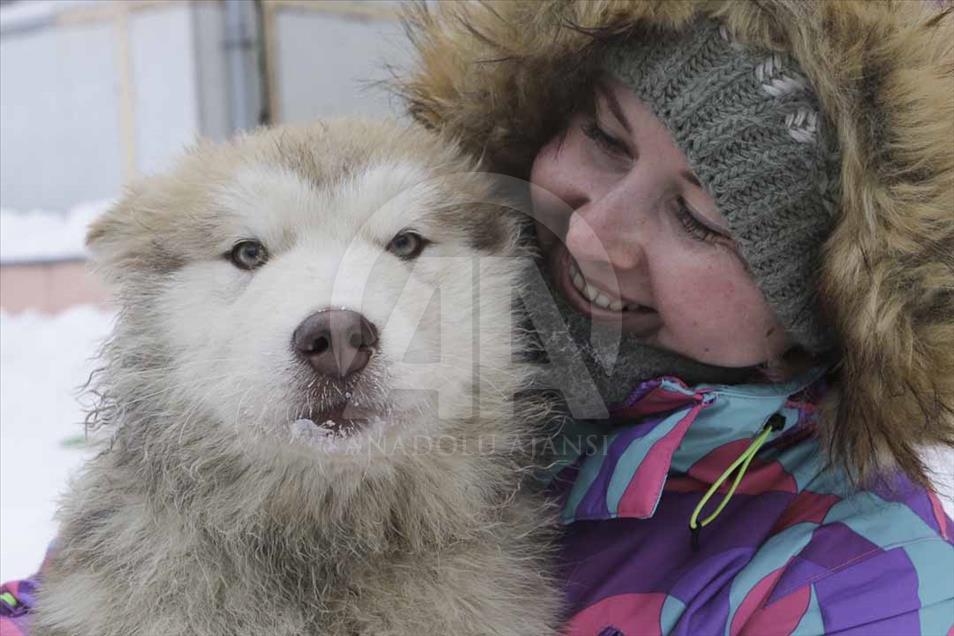 Carrera de trineo de perros en Novosibirsk, Rusia