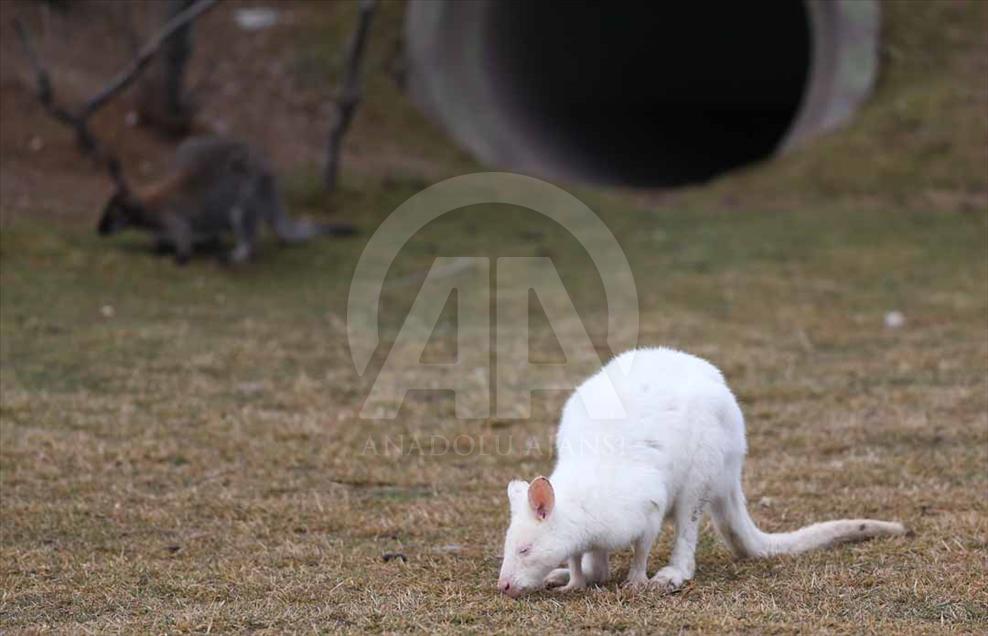 Los hermosos animales del zoológico de Eskişehir, Turquía
