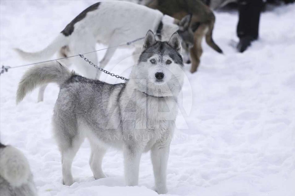 Carrera de trineo de perros en Novosibirsk, Rusia