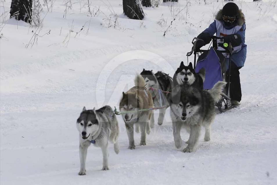 Carrera de trineo de perros en Novosibirsk, Rusia