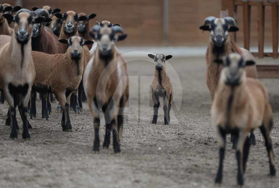 Los hermosos animales del zoológico de Eskişehir, Turquía
