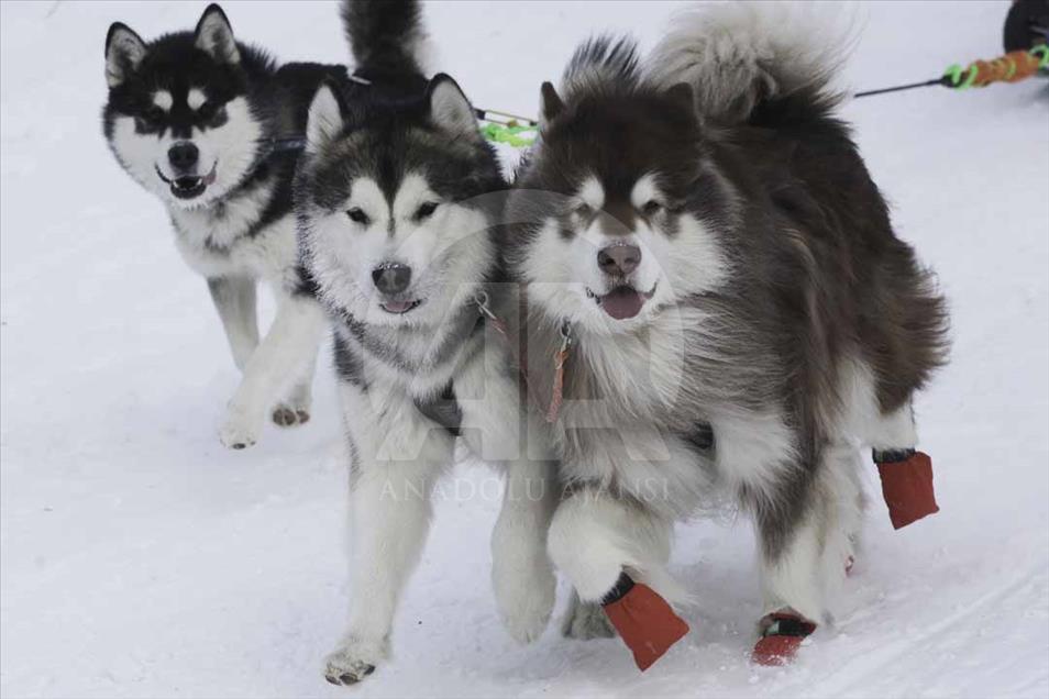 Carrera de trineo de perros en Novosibirsk, Rusia