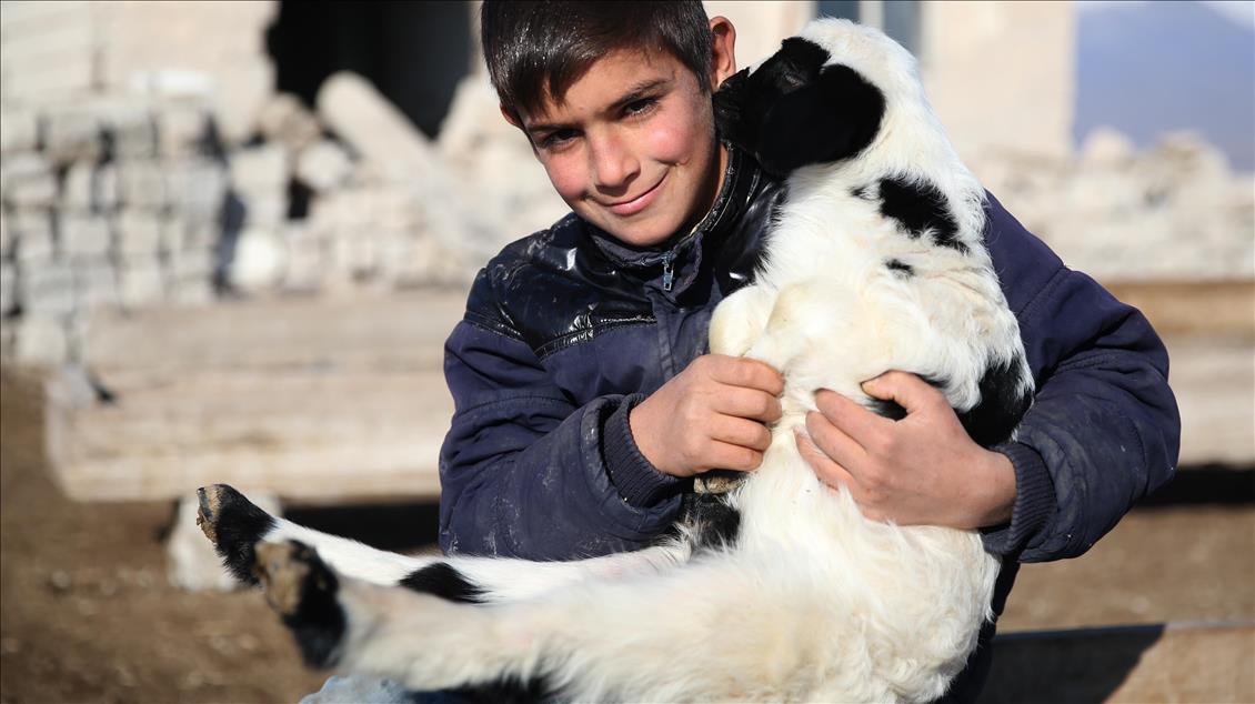 Hayvanlar oyun arkadaşı oldu