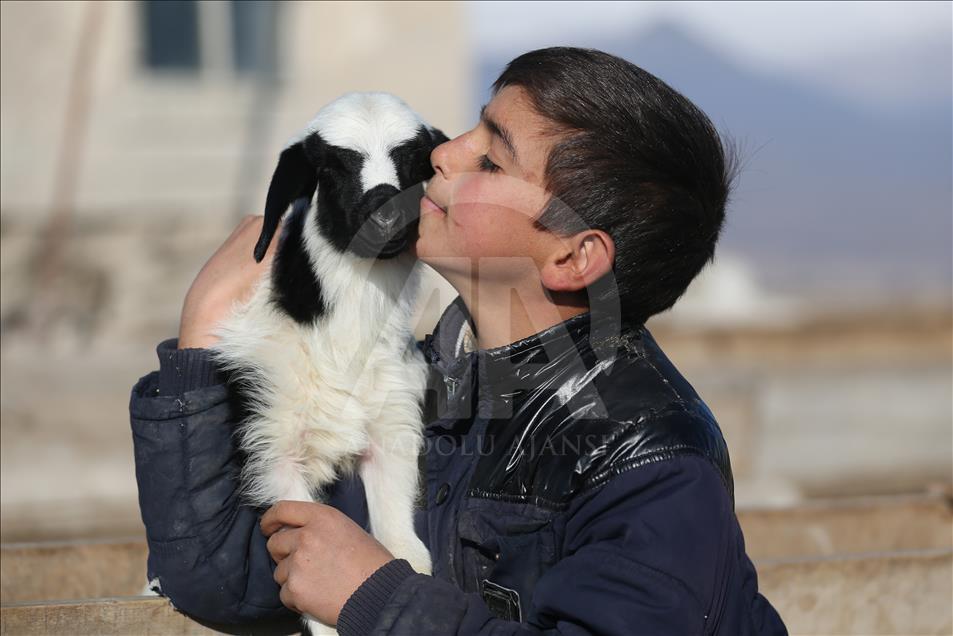 Hayvanlar oyun arkadaşı oldu