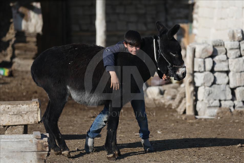 Hayvanlar oyun arkadaşı oldu