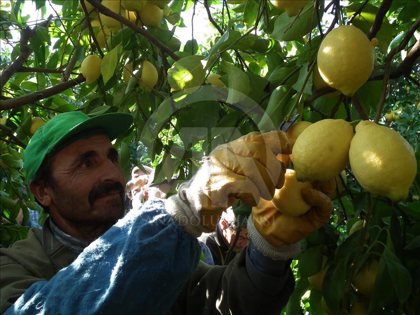 Limon dalında 1 lira 80 kuruştan alıcı buluyor