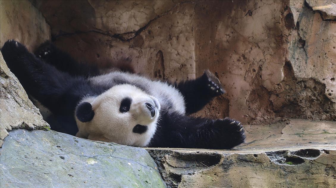 Apa kabar, Hu Chun dan Cai Tao?