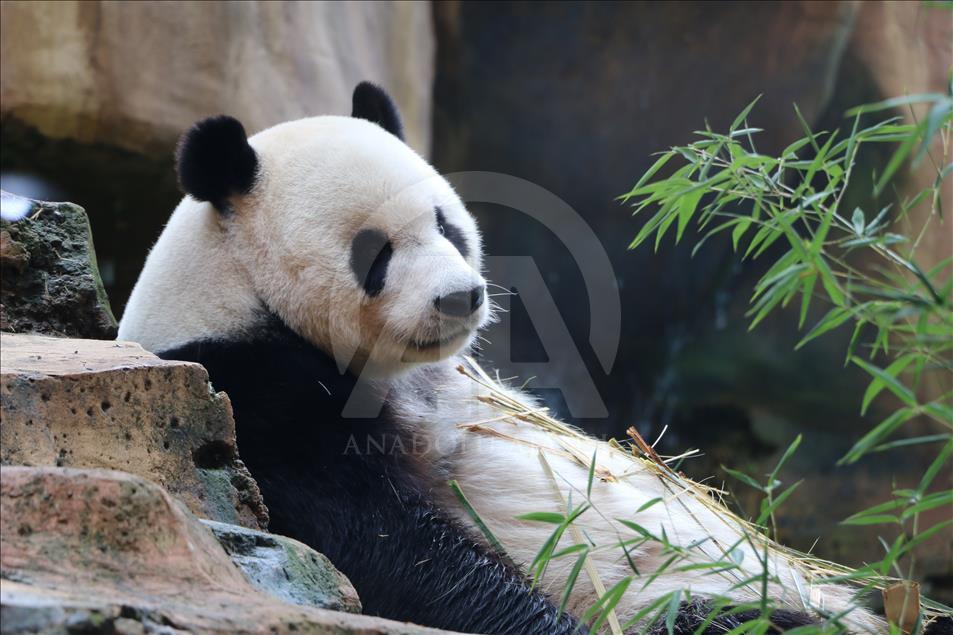 Apa kabar, Hu Chun dan Cai Tao?