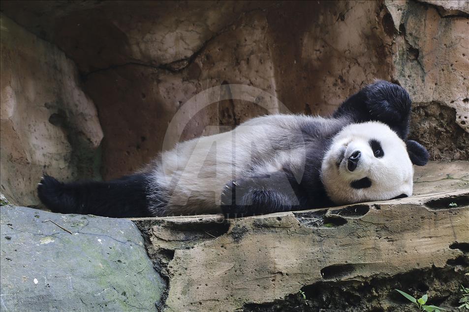 Apa kabar, Hu Chun dan Cai Tao?
