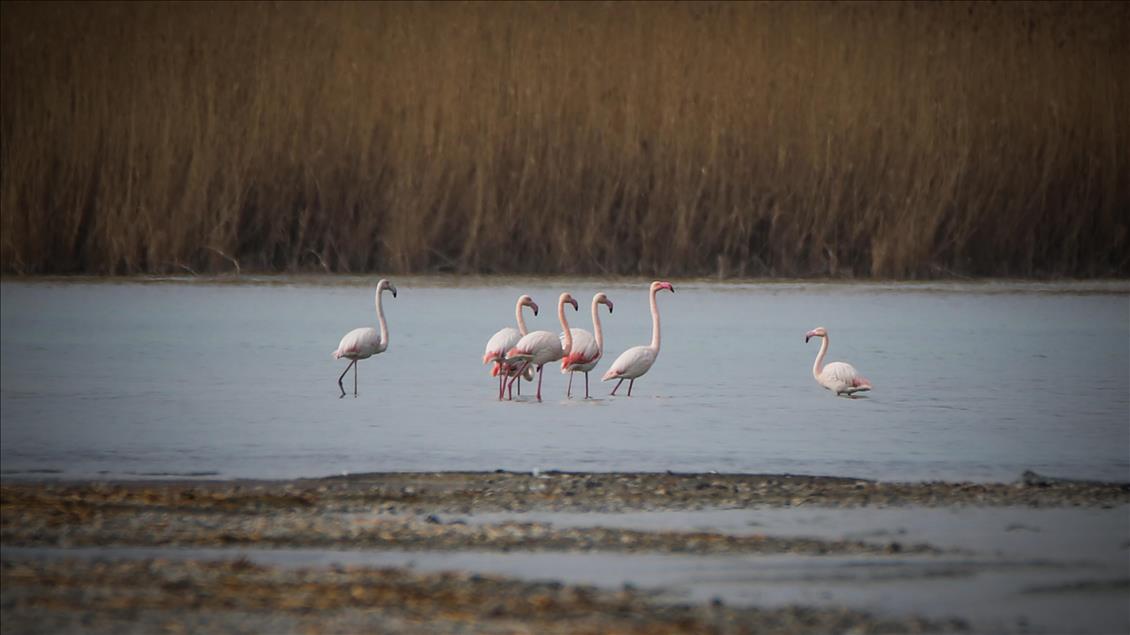 Lake Van hosts hundreds of bird species in winter